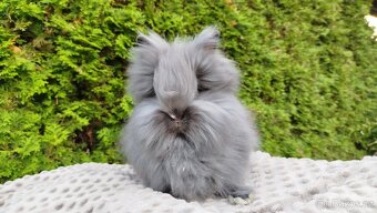 Zakrslý králík, králíček -(TEDDY)-OLAF A OLINA - 6