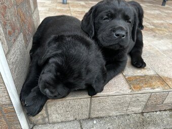 Stenatka labradora s Prukazem puvodu - rezervace - 6