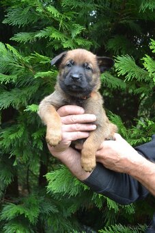 Belgický ovčák - malinois - 6