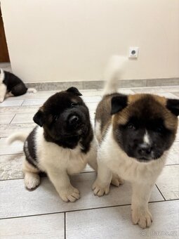 Americká akita - štěňata - 6