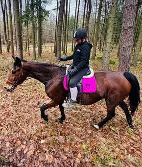 Hodná 14i letá klusačka - 6