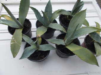 Aloe vera - 6