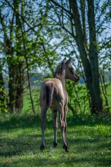 Letošní buckskin QH klisna k rezervaci - 6