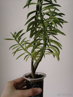 Peperomia - 6