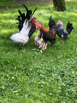 Chovný kmeň-Ayam serama - 6