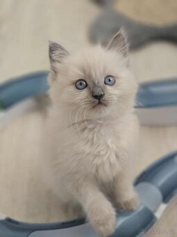 Ragdoll koťatka blue lynx - 6