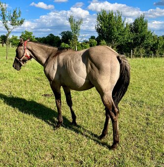 Roční grullo valach Quarter Horse - 6