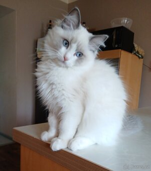 Ragdoll koťátka s PP - 6
