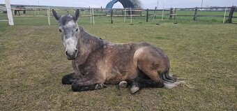 Teplokrevny valach 5 let - 6