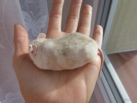 Barevná myš - samec na mazla - 6