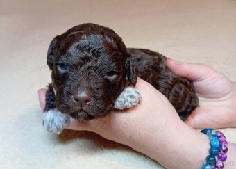 Lagotto romagnolo s PP - 6