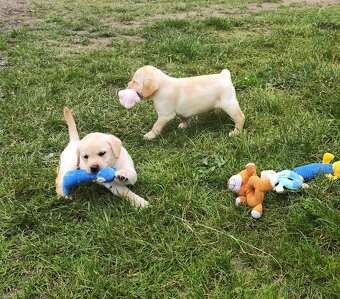 Nabídka štěňat labradorského retrievera - 6