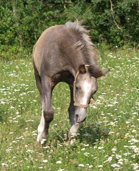 nabízíme roční klisnu wels pad-Bred - 6