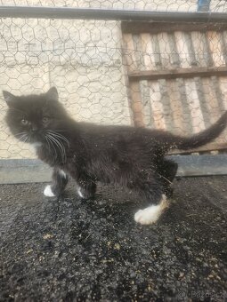 Koťátka alá Munchkin „kočičí jezevčík“ a „černé pumičky" - 6