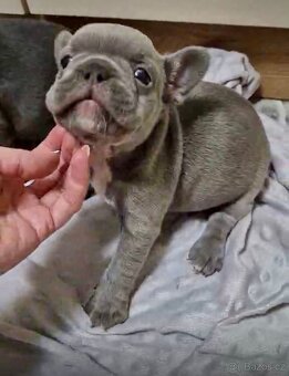 Francouzský buldoček - 6