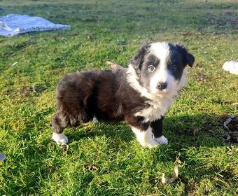 Border kolie štěnatka - 6