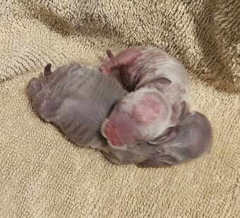 Zakrslý králíček/beránek minilop - 6