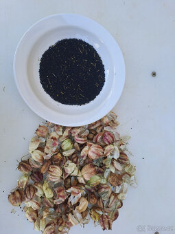 Černý kmín (černucha setá) - 6