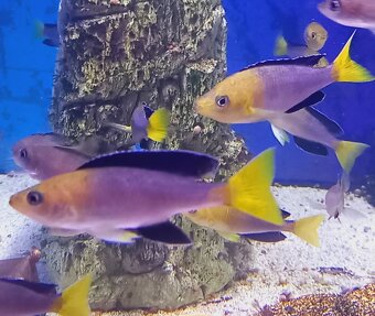 Odchovy Tanganyika - 6