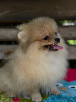 Pomeranian MINI fenečka - 6