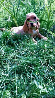Kokrspanel,kokeršpaniel,beagle,bigel - 6