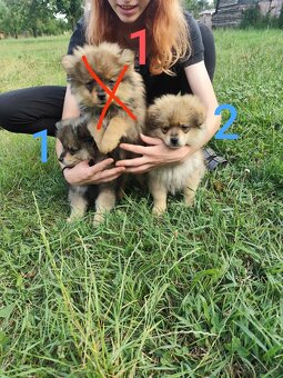 Štěňátka špic pomeranian - 6