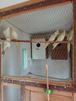 Letošní mladé Korely - 6