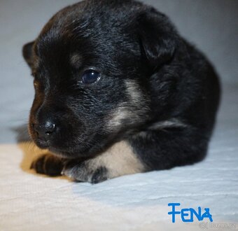 Malé plemeno štěňata MEDI s PP - 6