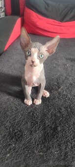 Sphynx - 6