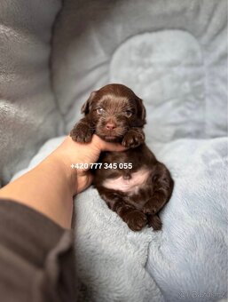 Maltipoo F1 Chocolate, 2,5 měsíce male boy - 6