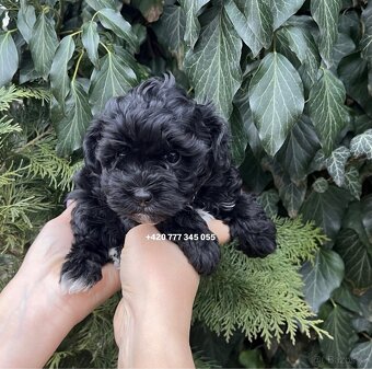Maltipoo Black, fenka 800€ - 6