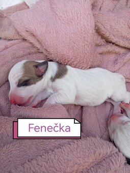 Jack russel teriér - 6