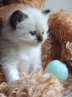 Ragdoll koťátka s PP - 6