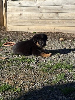 Německý ovčák štěně - 6