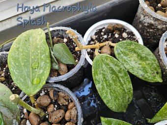 Hoya, voskovka - pokojová rostlina různé - 6