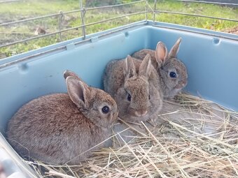 Prodám zakrslé králíky - 6