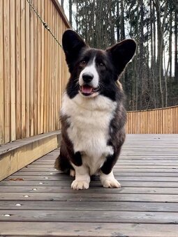 Welsh corgi cardigan - 6