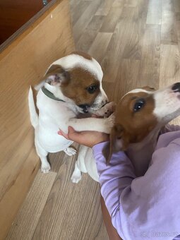 Jack russel teriér - 6