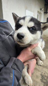 Štěňata Sibiřský husky - 6