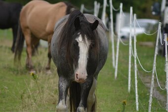 Docházka ke koním - 6