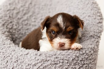 Biewer a Biro Yorkshire Terrier s PP, Jorkšír terier s PP - 6