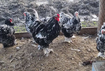 Brahmanka velka Porcellan, černobílá- kmeny 1+2 - 6