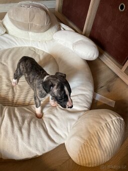 Whippet / vipet s PP FCI - 6