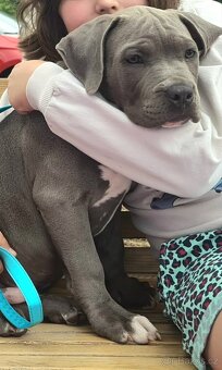 Pejsek American bully XL s PP - 6