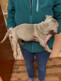 American Bully s PP ABKC - 6