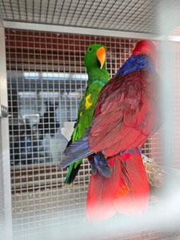 Kúpim eklektus roratus polychloros - 6