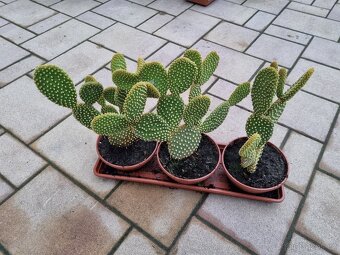 Prodám palmičky a opuncie - 6