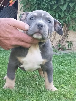 American bully - 6