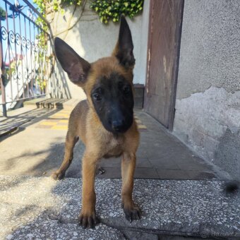 Belgický ovčák Malinois - 6
