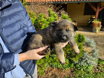 Německý ovčák štěňata bez PP - 6